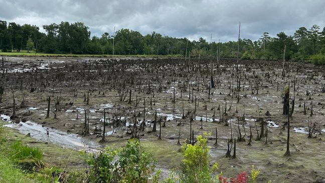 AUG. 7, 2024 - Ponds in Colleton County, South Carolina, were drained after two dikes failed amid flooding and heavy rain from Tropical Storm Debby. (Photo: WLOS Staff)