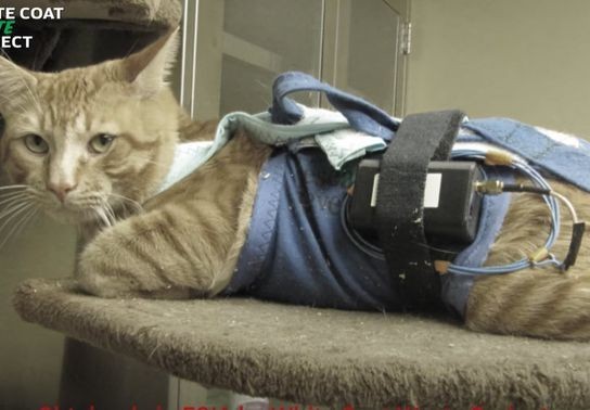 Image for story: Cat experiments stopped at US Department of Veterans Affairs